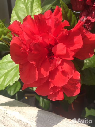 Дерево 6 лет Гибискус китайская роза