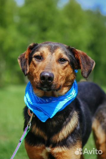 Собака ищет дом