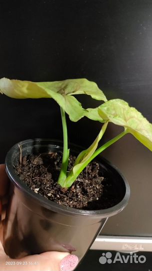 Сингониум Милк Конфетти