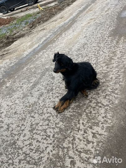 Найдена собака