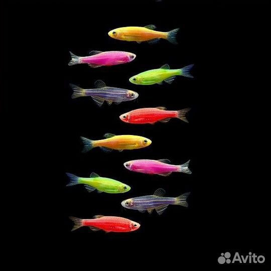 Аквариумные рыбки 