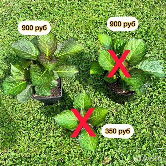 Гортензия крупнолистная