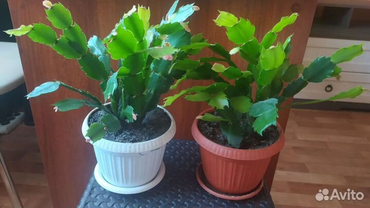 Цветок декабрист