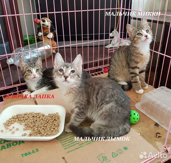 Многострадальным малышам очень нужна передержка