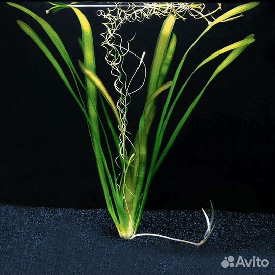 Валлиснерия, Валлиснерия спиральная