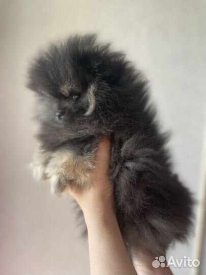 Щенки шпица