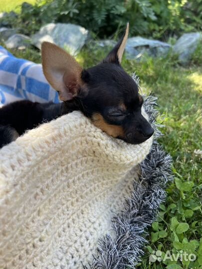 Той-терьер щенки