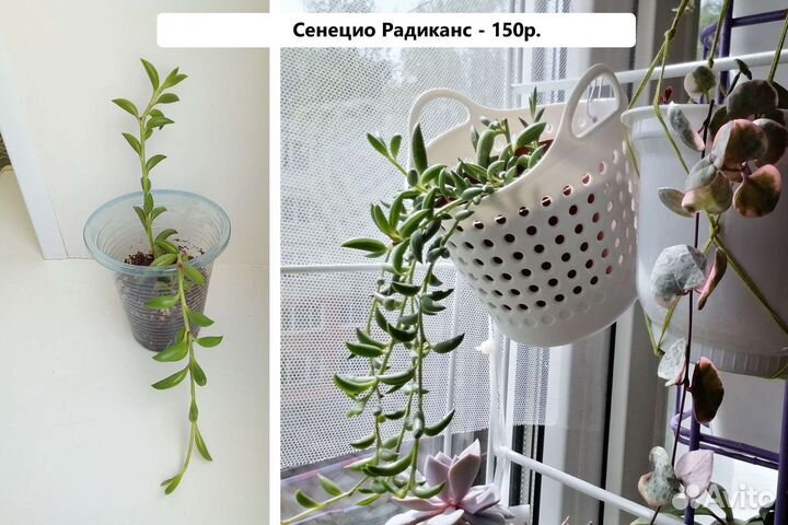 Суккуленты ампельные
