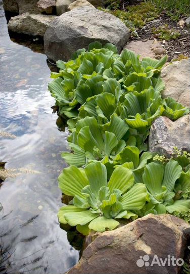 Растения для пруда