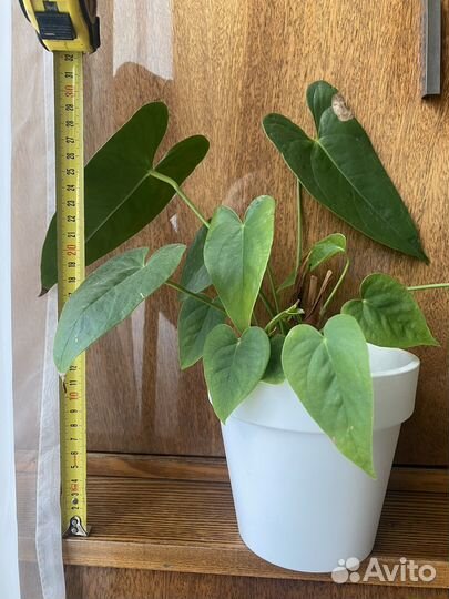 Антуриум (мужское счастье)