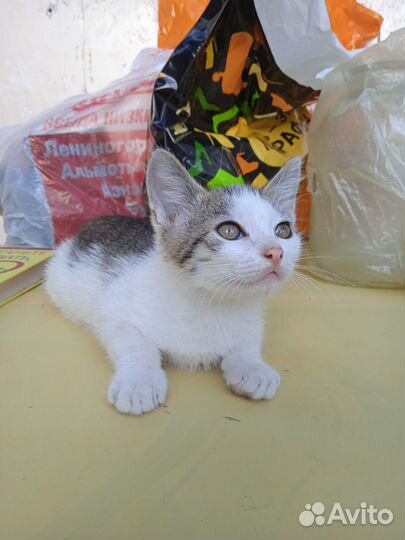 Котята