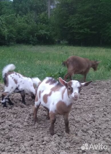 Козлик камеруно-нигерийский