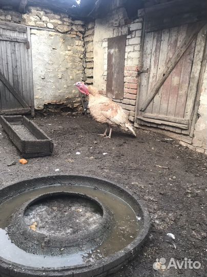 Продам индюка на племя