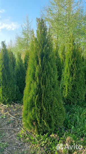 Туя западная