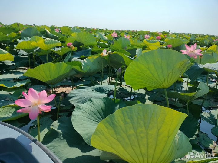 Отдых в Астрахани