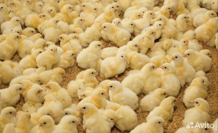 Бройлеры Индюшата Гусята Утята, Муларды