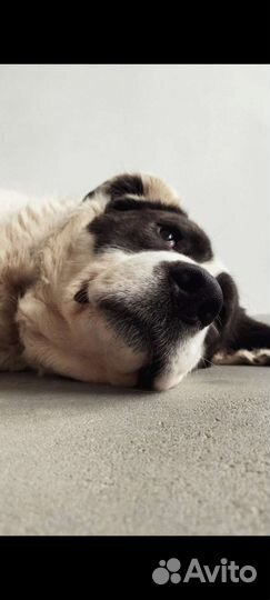 Собака в добрые руки