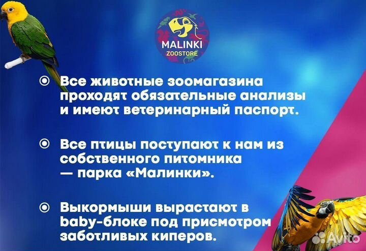 Какарик желтый выкормыш