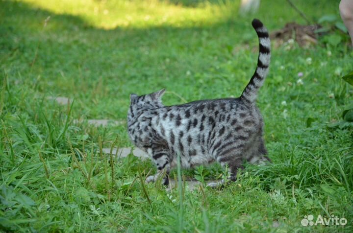 Котята от бенгальской кошки