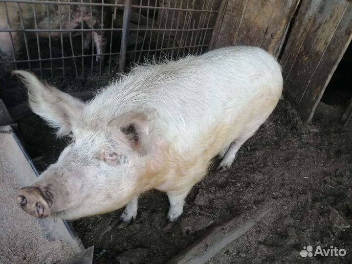 Кабан и свинья