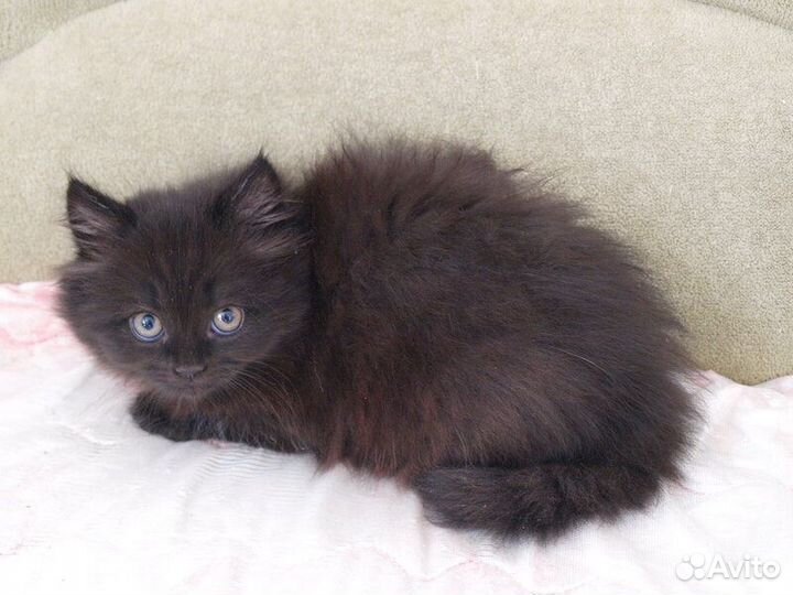 Котята от британской кошки