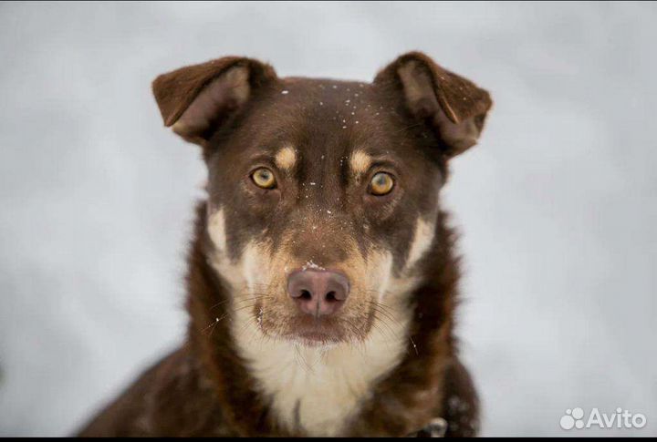 Самый сладкий шоколадный нос Москвы