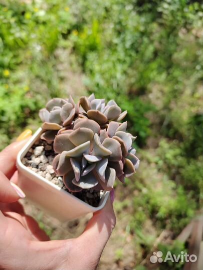 Суккуленты на срез