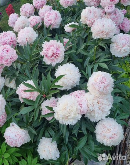 Пион Сара Бернар