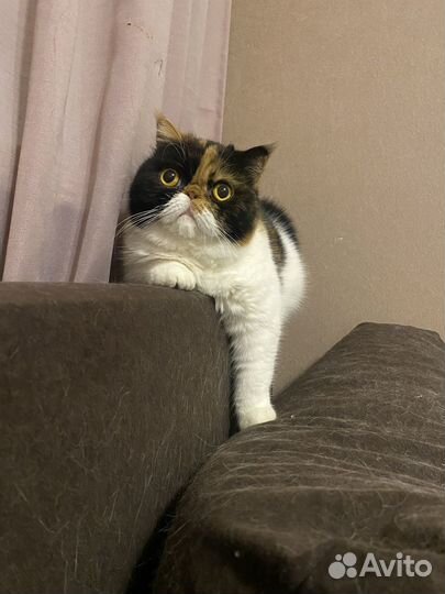 Экзотическая кошка