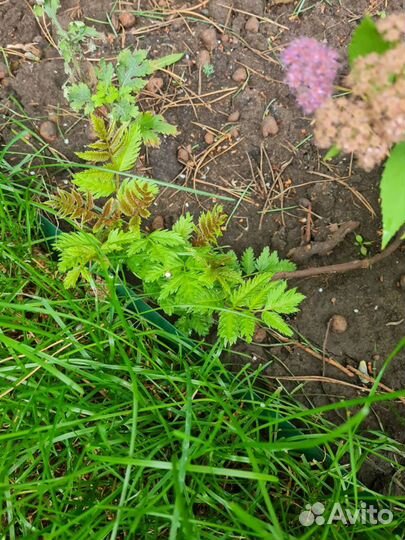 Декоративный кустарник