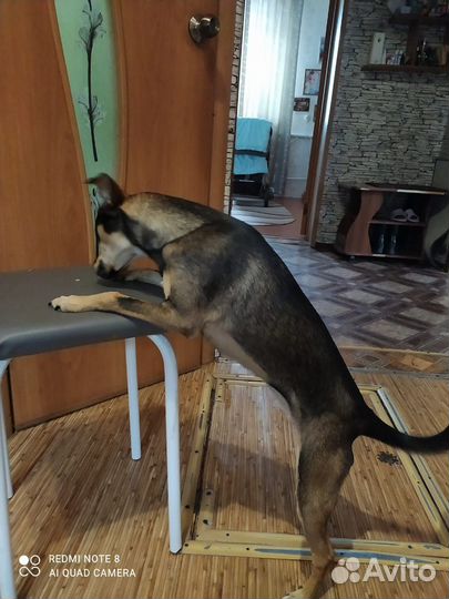 Отдам в добрые руки