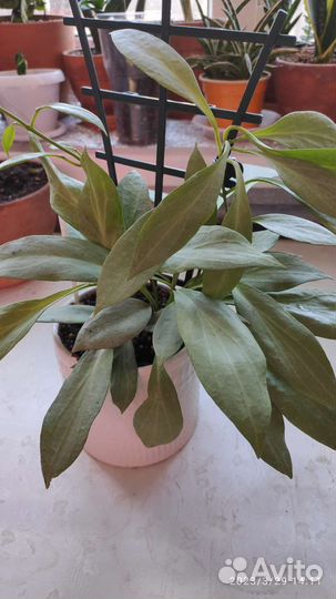 Комнатные растения ч.2:Хойя,церопегия,дисхидия идр