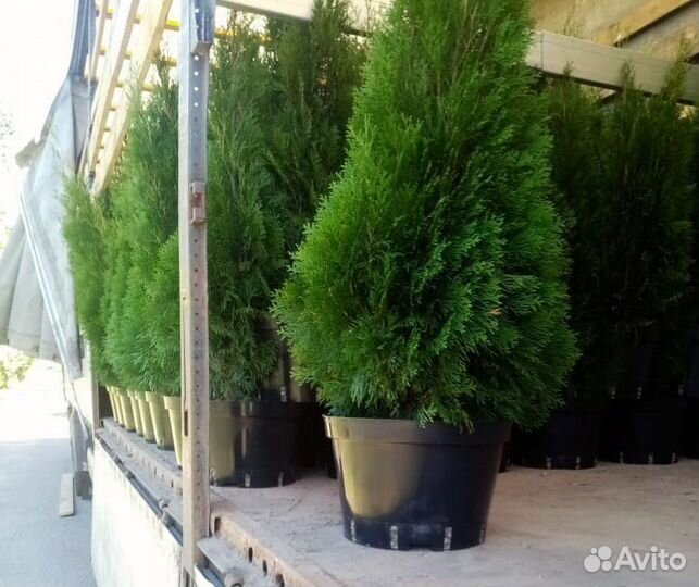 Туя Туи Смарагд 100-120см