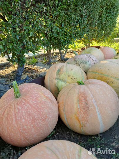 Тыква сладкая едовая и на семечки