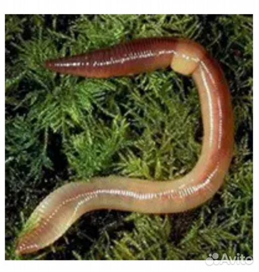 Наживка для ловли сома. Выползки