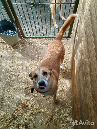 Спасите собаку из приюта