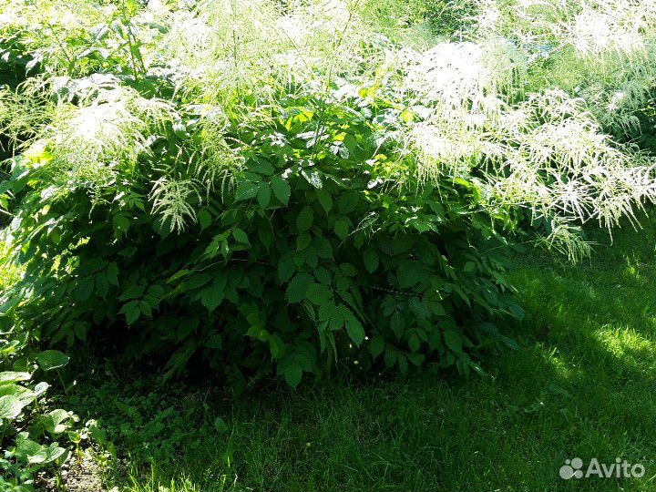 Арункус волжанка кустики делянки