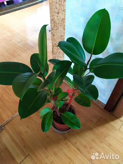 Фикус 