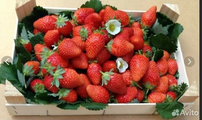 Клубника ремонтантная