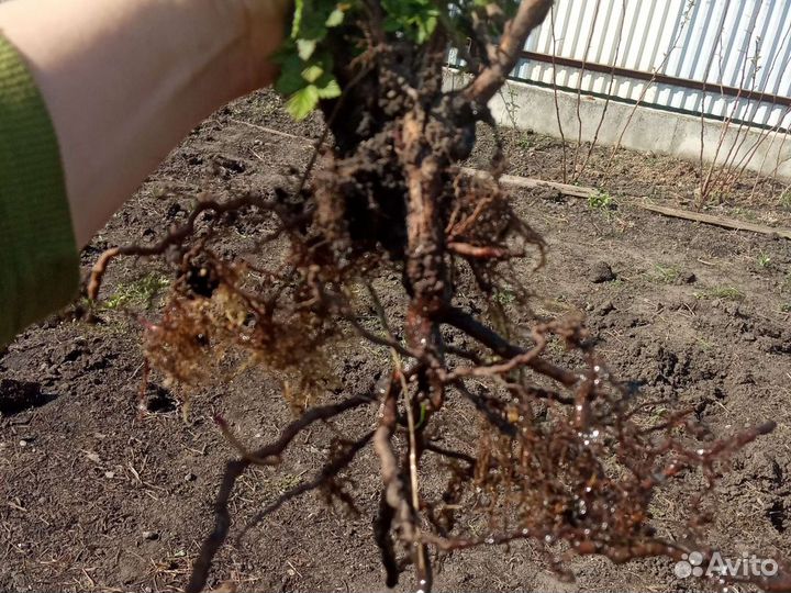 Ремонтантная малина