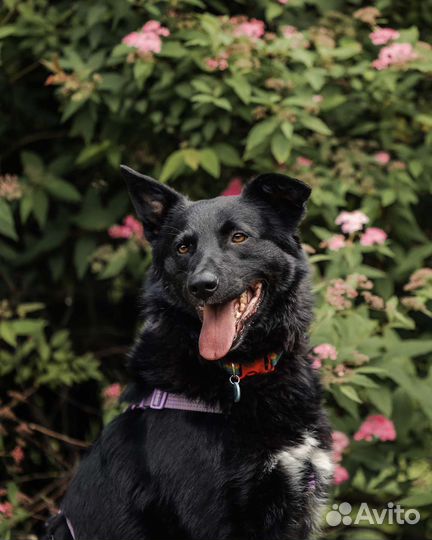 Молодой чёрный пёс из приюта ищет дом