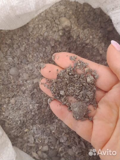 Ракушка арт. ркш002