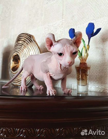 Котята сфинкс эльф