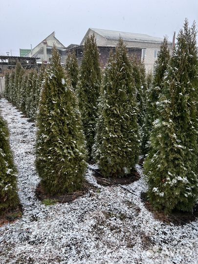 Туи смарагд