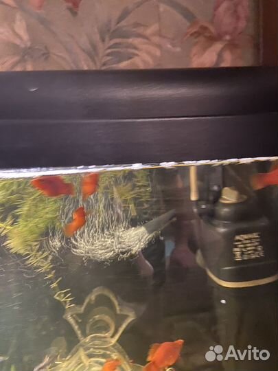 Аквариумные рыбки меченосцы