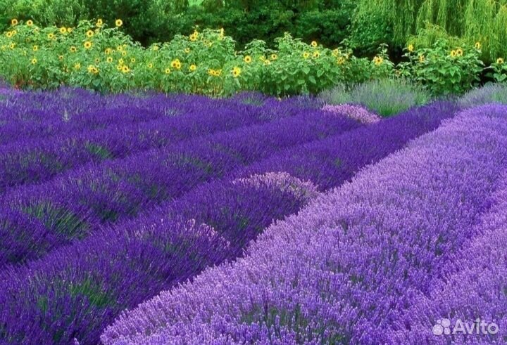 Лаванда саженцы синева голубика