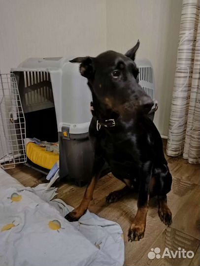 Переноска самая большая Для крупных собак. Skudo7