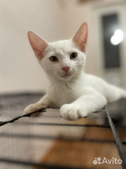 Белый котенок мальчик