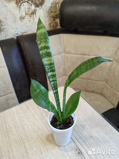 Сансевиерии Разные