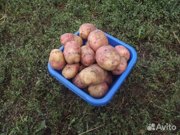 Картошка кофта юбка фото